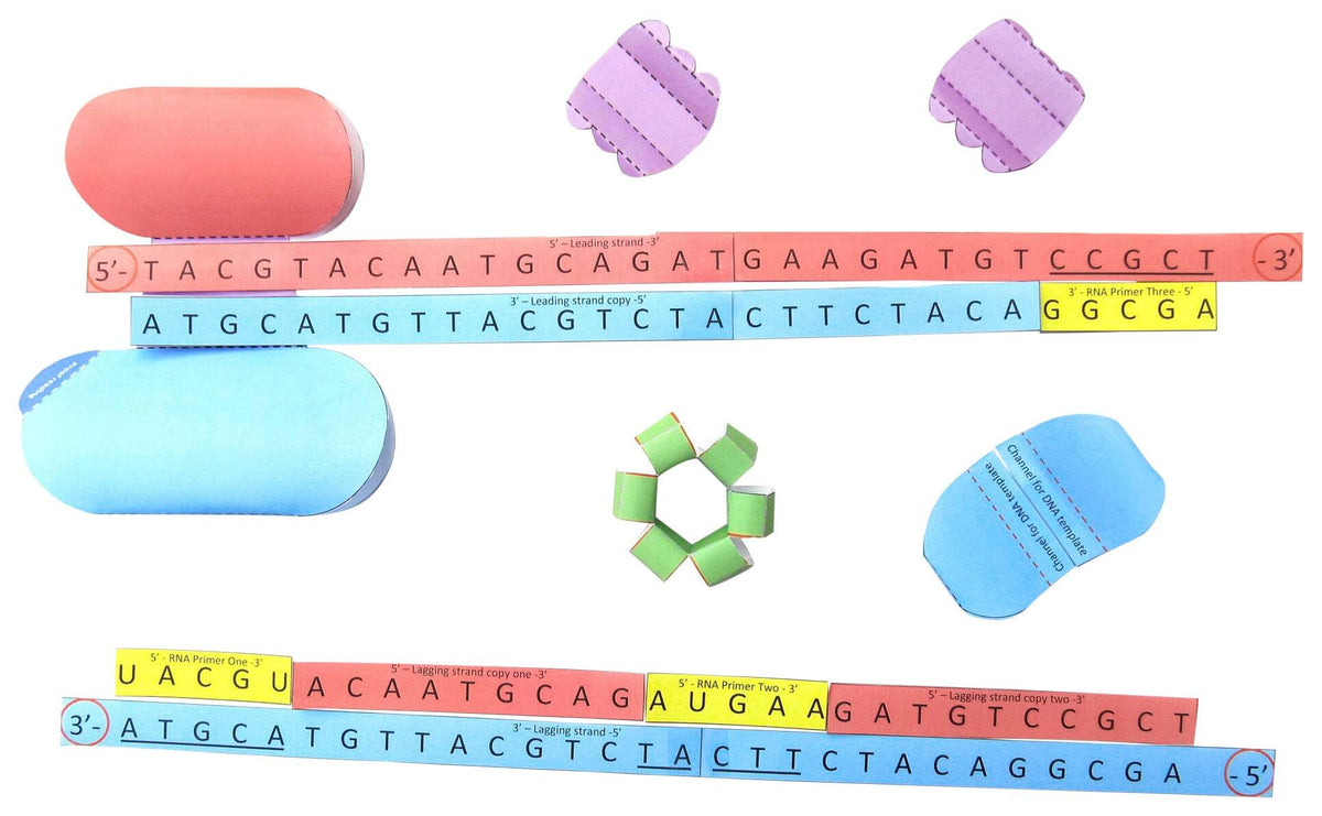 DNA REPLICATION 3-D MODEL KIT