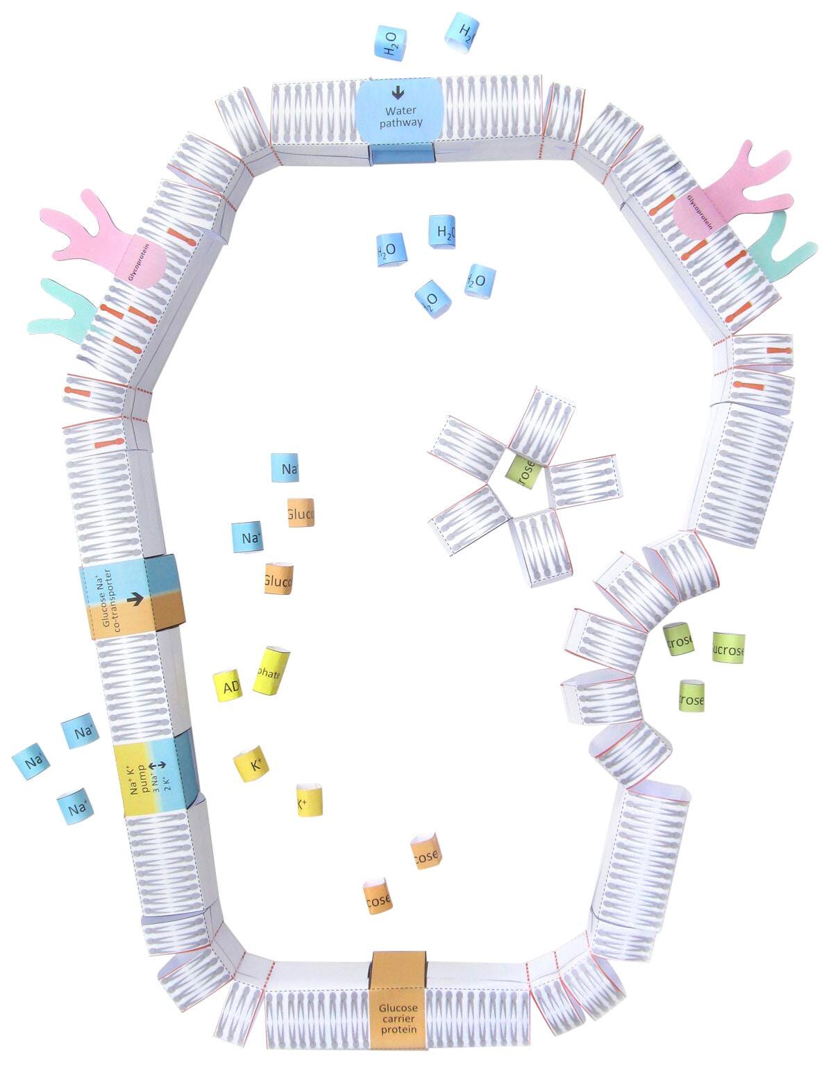 CELL MEMBRANES 3-D MODEL KIT