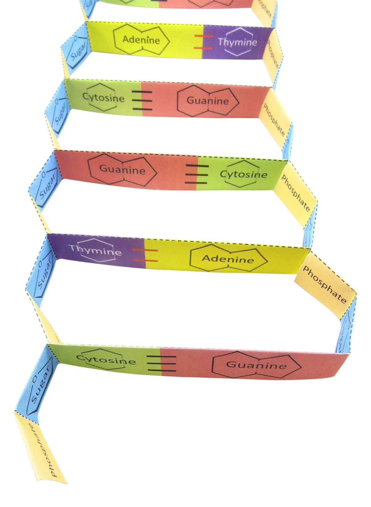 DNA STRUCTURE 3-D MODEL KIT