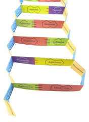 DNA STRUCTURE 3-D MODEL KIT