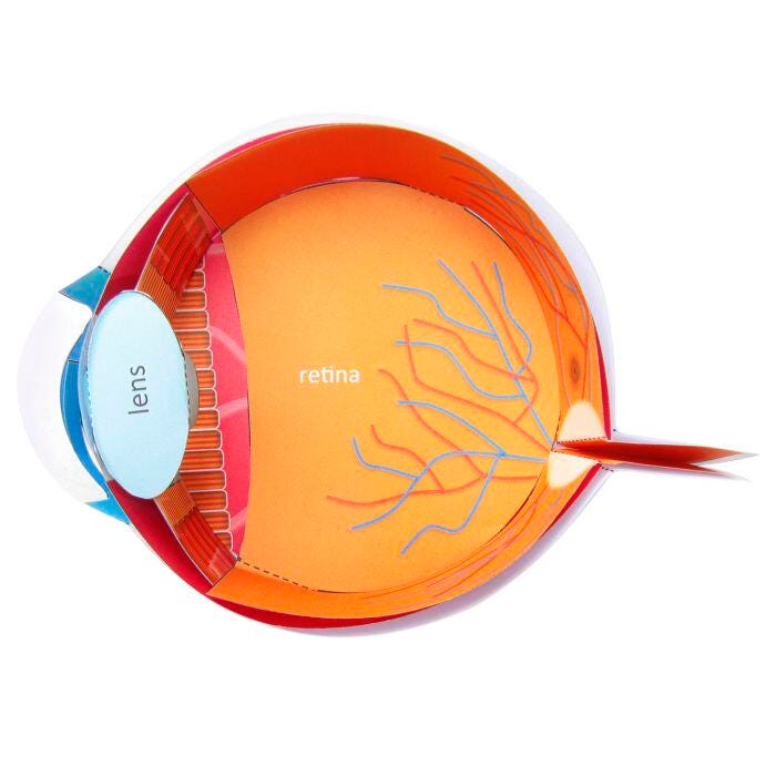 HUMAN EYE 3-D MODEL KIT