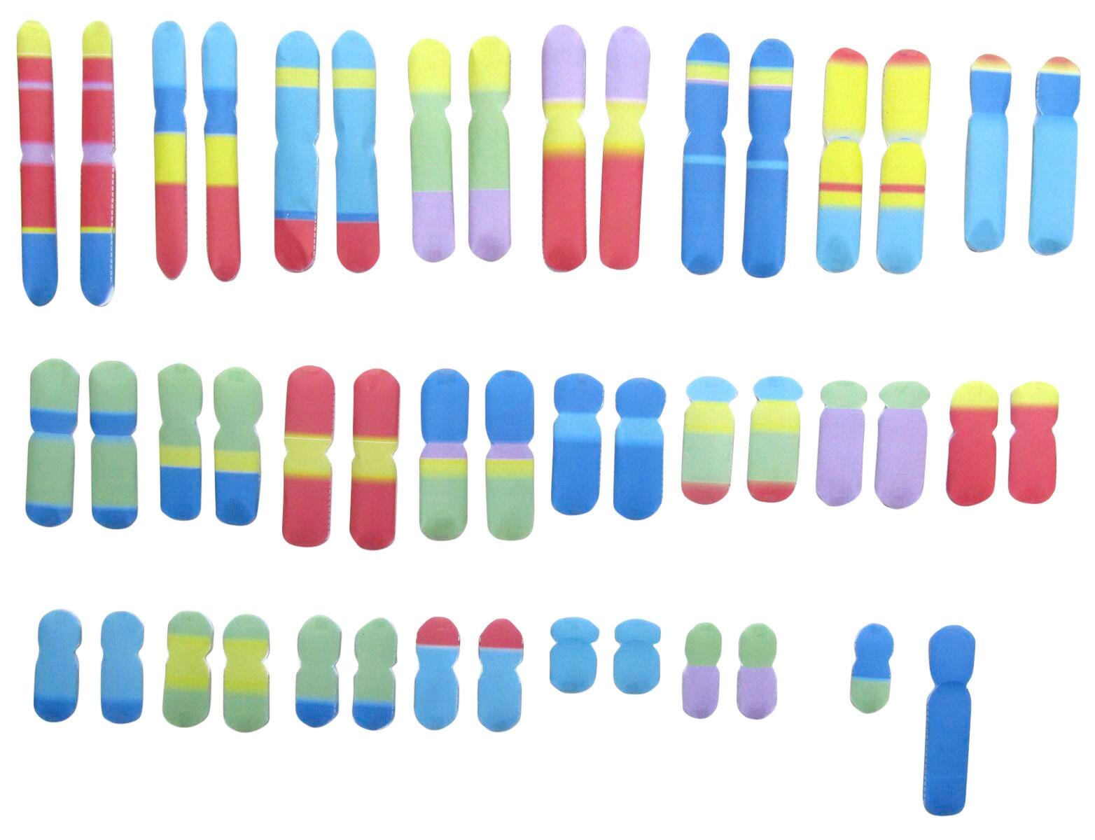 CHROMOSOMES 3-D MODEL KIT