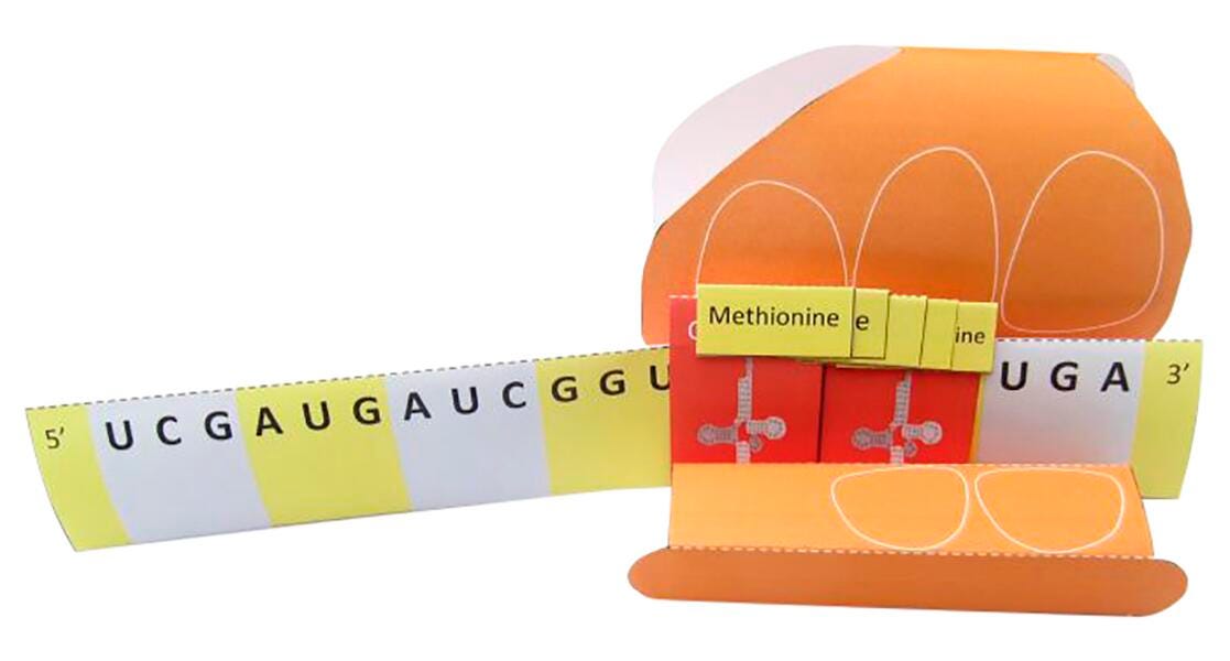 TRANSLATION AND PROTEIN SYNTHESIS 3-D MODEL KIT