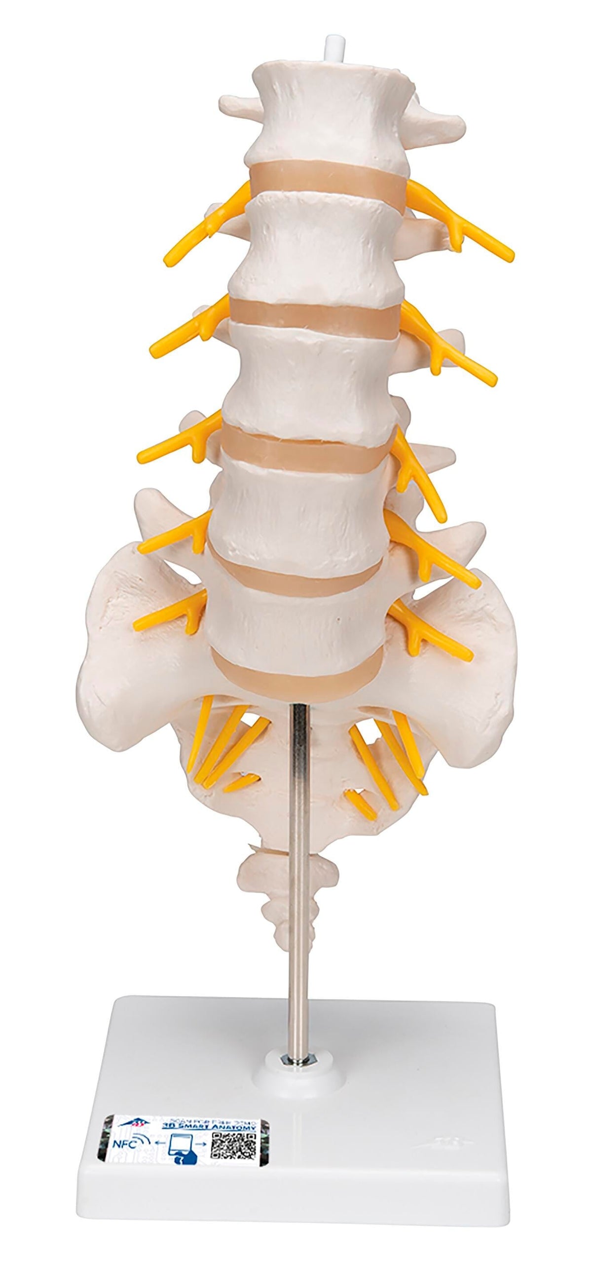 MODEL LUMBAR HUMAN SPINAL COLUMN