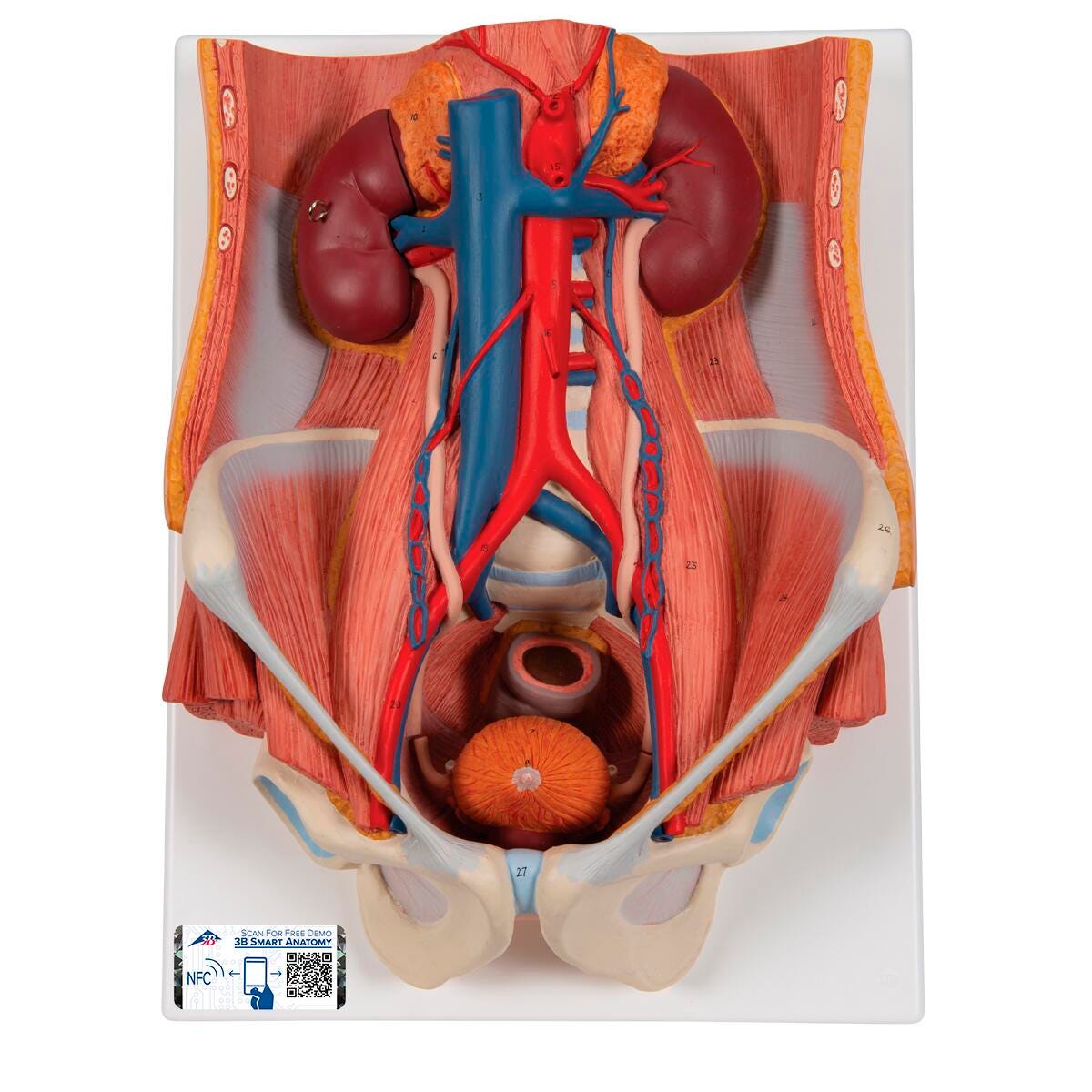 MODEL DUAL SEX URINARY SYSTEM