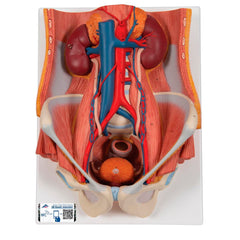 MODEL DUAL SEX URINARY SYSTEM