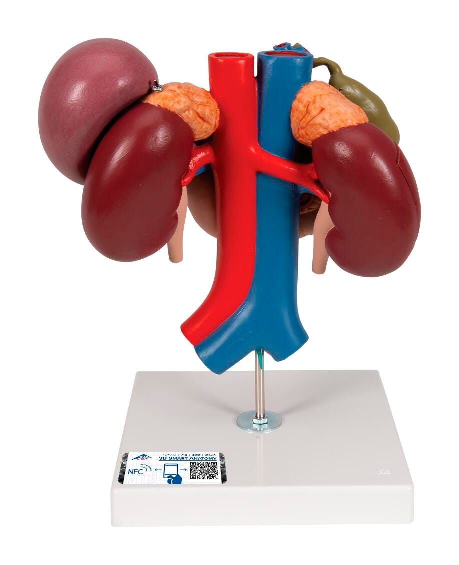 MODEL KIDNEYS WITH REAR ORGANS OF UPPER ABDOMEN