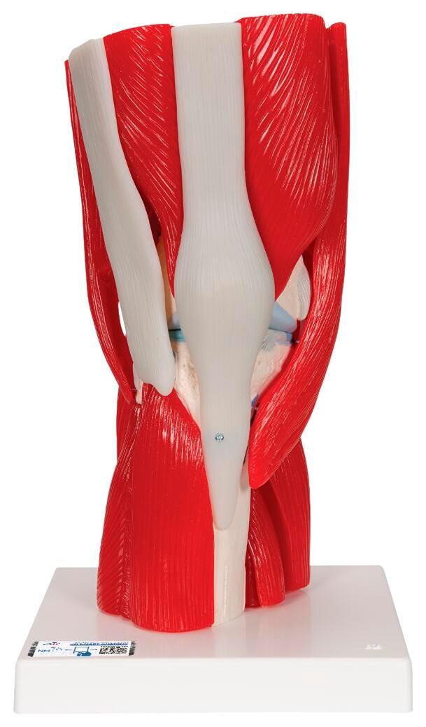MODEL MUSCLED KNEE JOINT