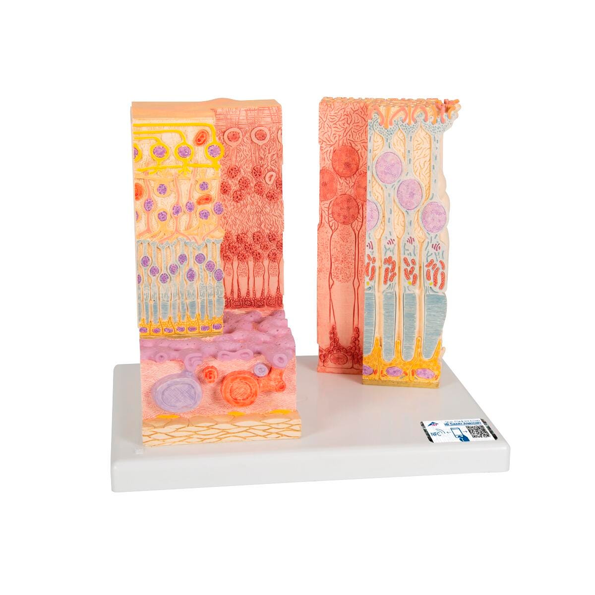 MODEL MICROANATOMY EYE