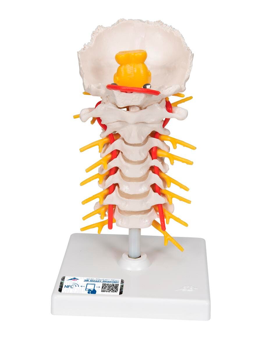 MODEL CERVICAL SECTION