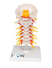 MODEL CERVICAL SECTION