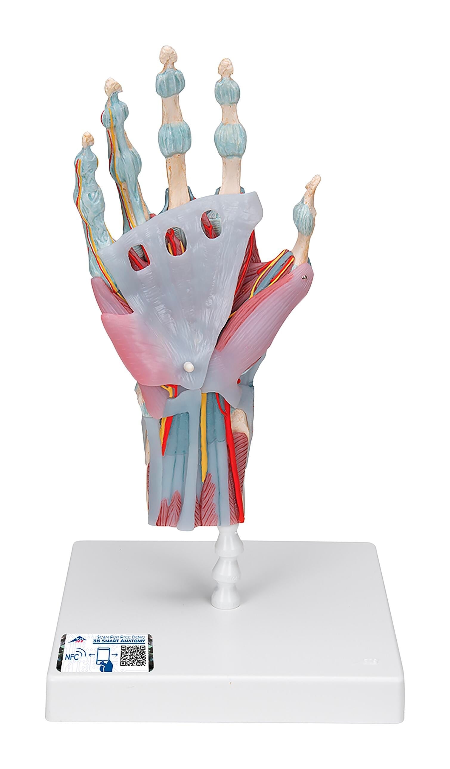 MODEL HAND SKELETON WITH LIGAMENTS AND MUSCLES