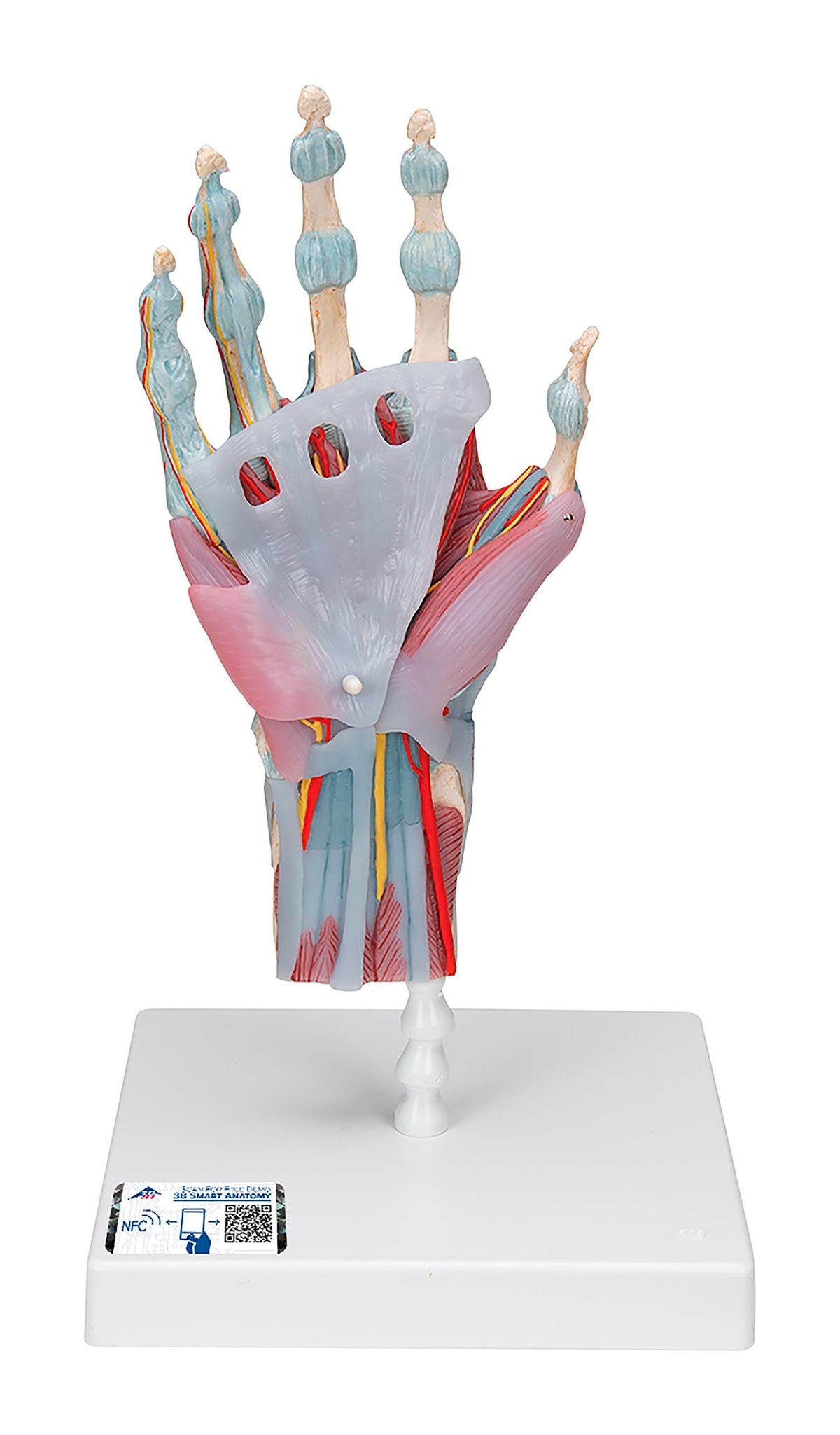 MODEL HAND SKELETON WITH LIGAMENTS AND MUSCLES