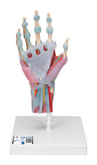MODEL HAND SKELETON WITH LIGAMENTS AND MUSCLES