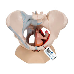 MODEL FEMALE PELVIS WITH LIGAMENTS NERVES AND ORGANS