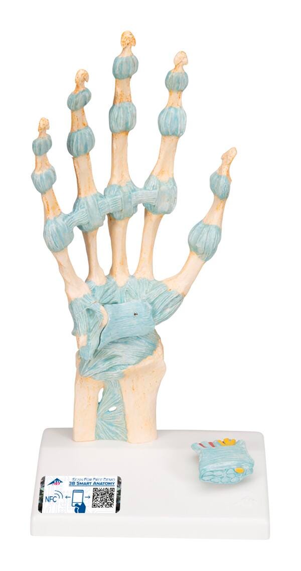 MODEL HAND SKELETON WITH LIGAMENTS