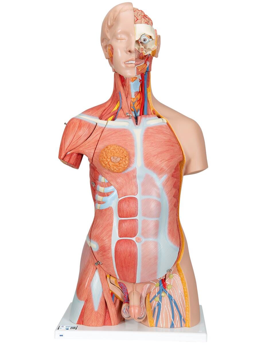 MODEL DELUXE DUAL SEX MUSCLE TORSO 31 PART