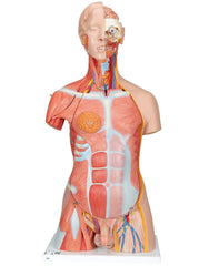 MODEL DELUXE DUAL SEX MUSCLE TORSO 31 PART