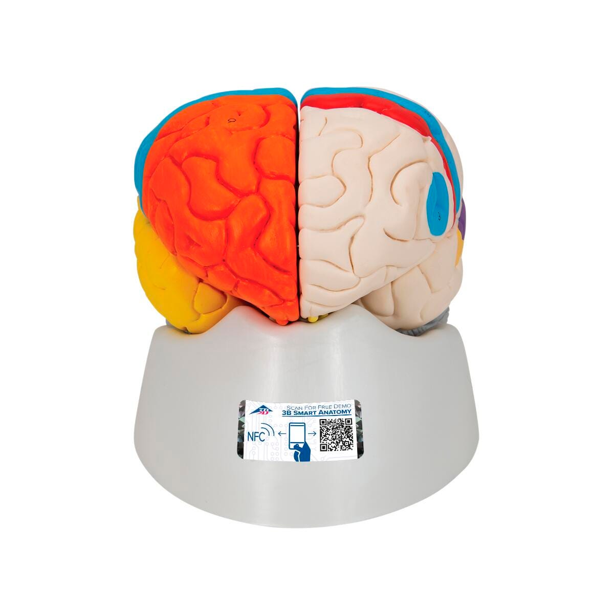 MODEL NEUROANATOMICAL