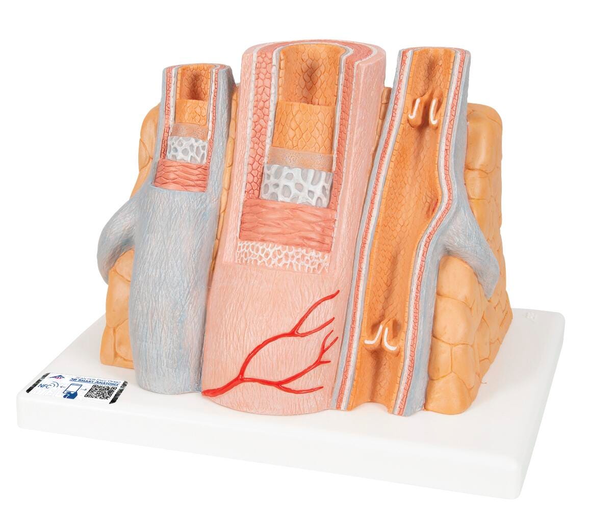 MODEL MICROANATOMY ARTERY AND VEIN