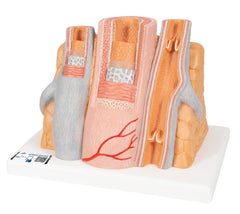 MODEL MICROANATOMY ARTERY AND VEIN