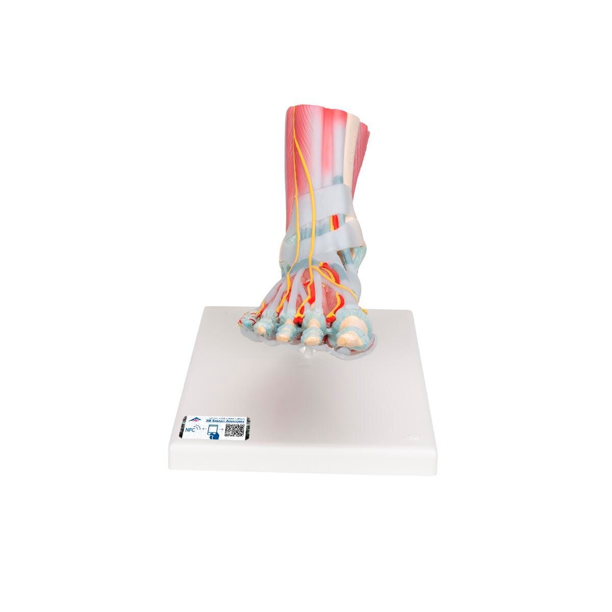 MODEL FOOT SKELETON WITH LIGAMENTS AND MUSCLES