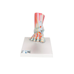 MODEL FOOT SKELETON WITH LIGAMENTS AND MUSCLES