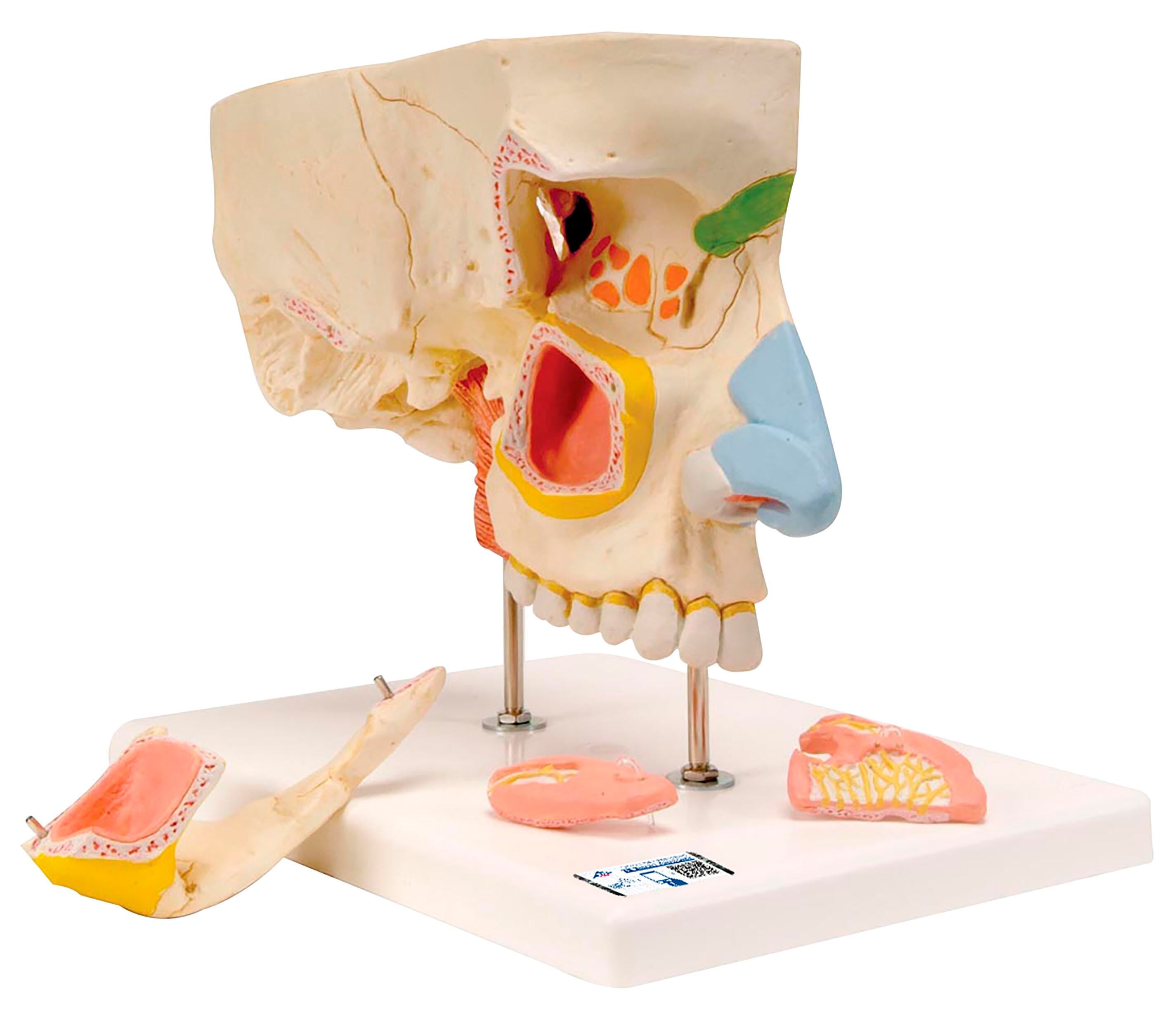 MODEL NOSE WITH PARANASAL SINUSES