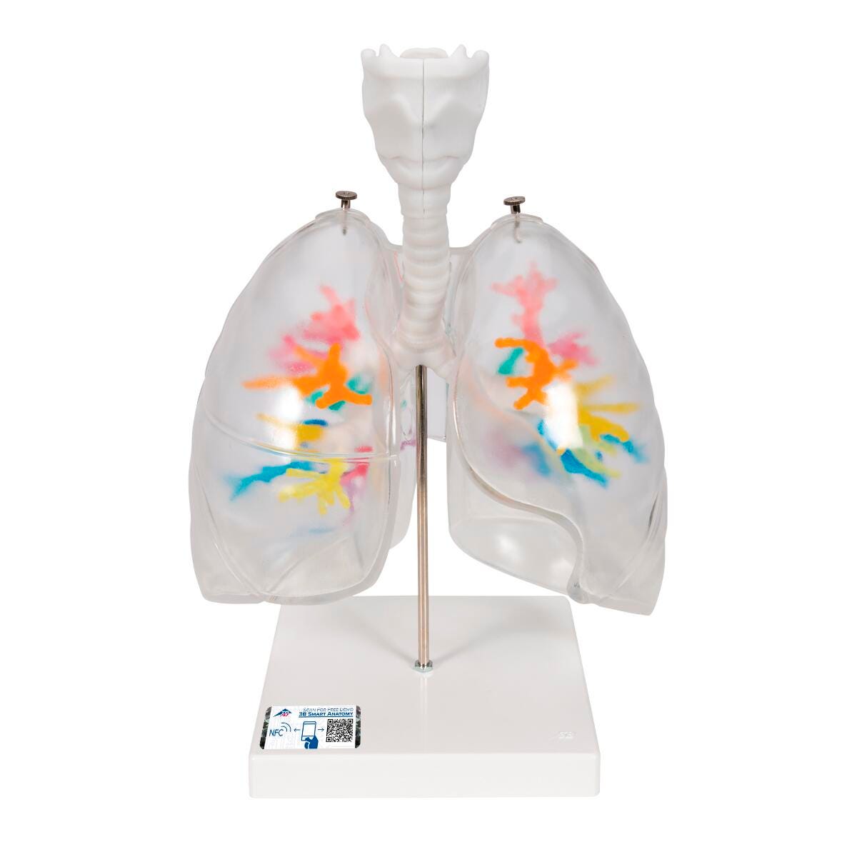 MODEL CT BRONCHIAL TREE WITH LARYNX AND TRANSPARENT LUNGS