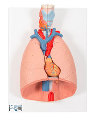 MODEL LIFE SIZE LUNG WITH LARYNX