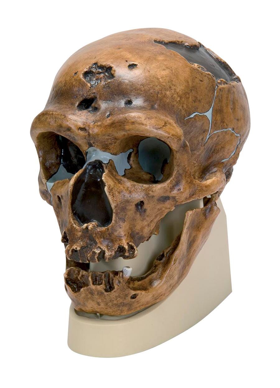 MODEL LA CHAPELLE-AUX-SAINTS