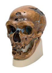 MODEL LA CHAPELLE-AUX-SAINTS