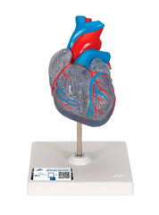 MODEL CLASSIC HEART WITH CONDUCTING SYSTEM