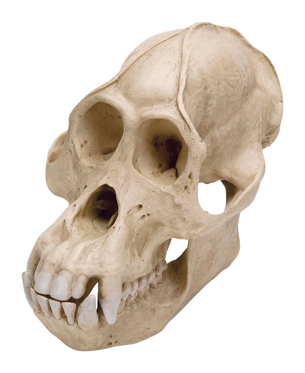 MODEL ORANGUTAN SKULL