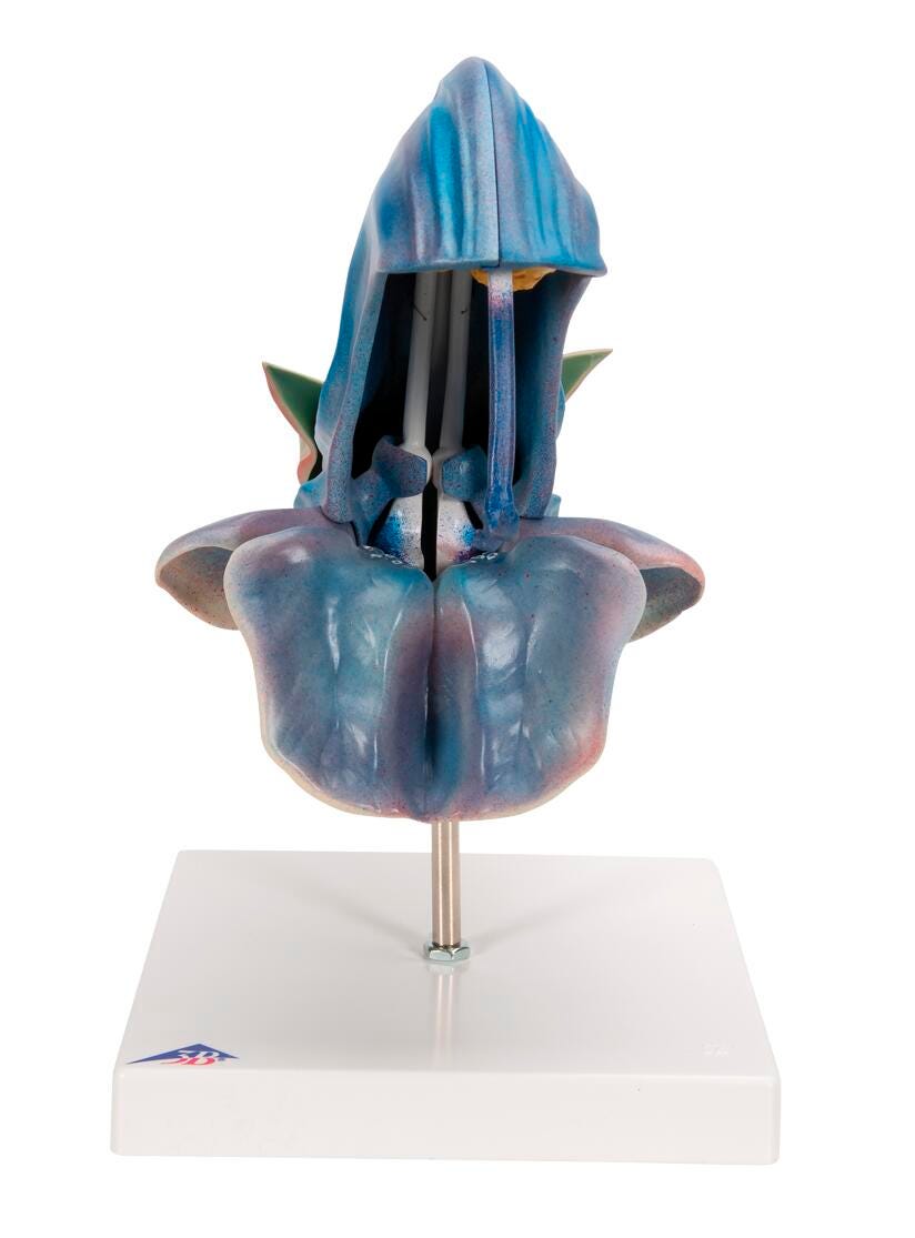 MODEL MEADOW CLARY SALVIA PRATENSIS