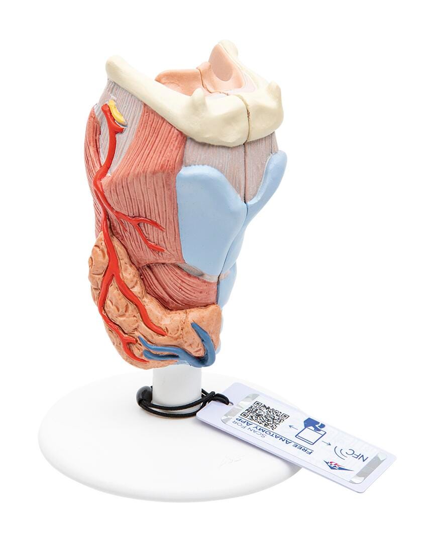 MODEL LARYNX 2X SIZE 2 PART