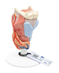MODEL LARYNX 2X SIZE 2 PART
