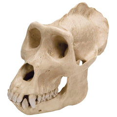MODEL GORILLA SKULL
