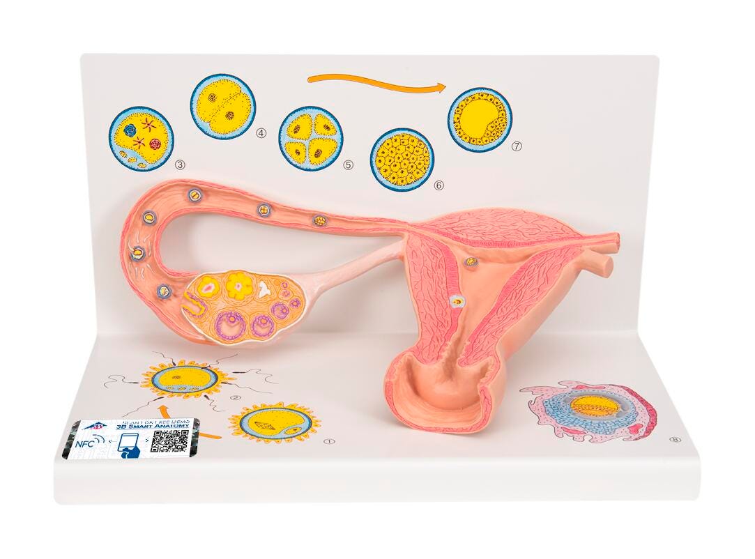 MODEL STAGES OF FERTILIZATION