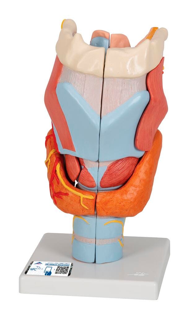 MODEL LARYNX 7 PART