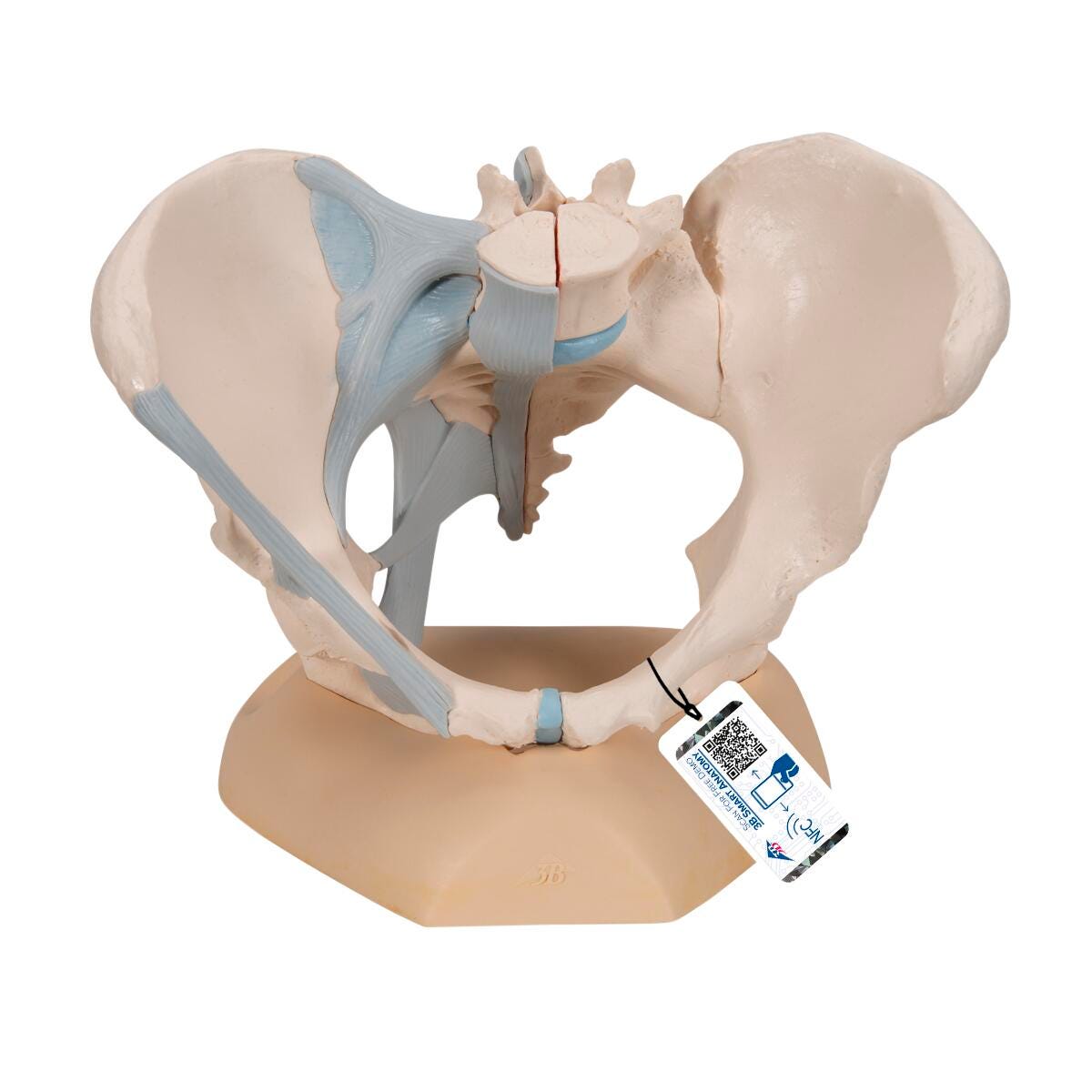 MODEL FEMALE PELVIS WITH LIGAMENTS