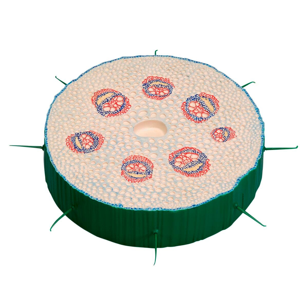 MODEL STEM CROSS SECTION