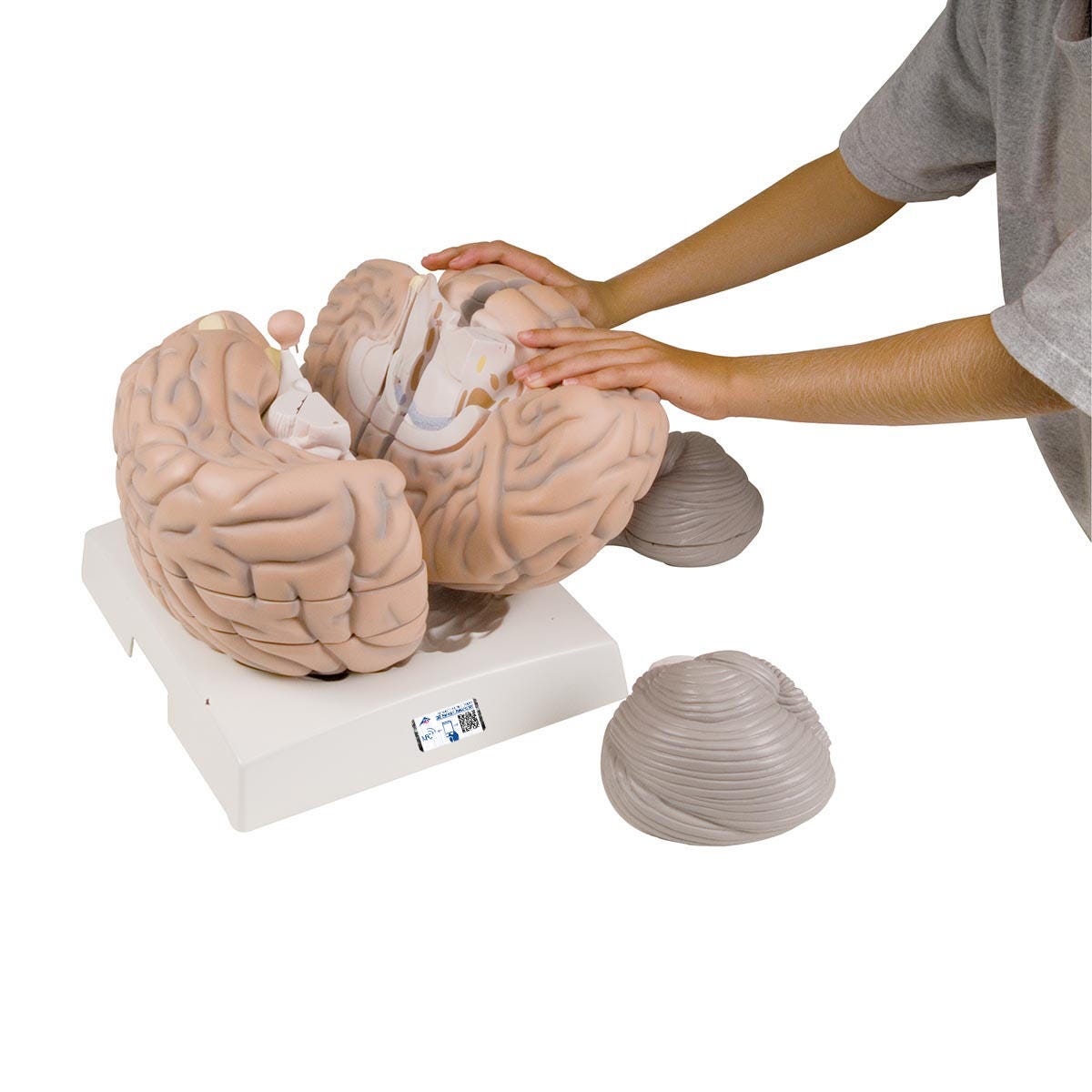 MODEL GIANT BRAIN 2.5 LIFE SIZE 14 PART