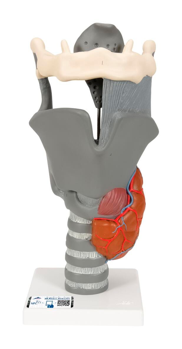MODEL FUNCTIONAL LARYNX