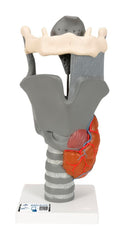 MODEL FUNCTIONAL LARYNX