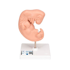 MODEL HUMAN EMBRYO