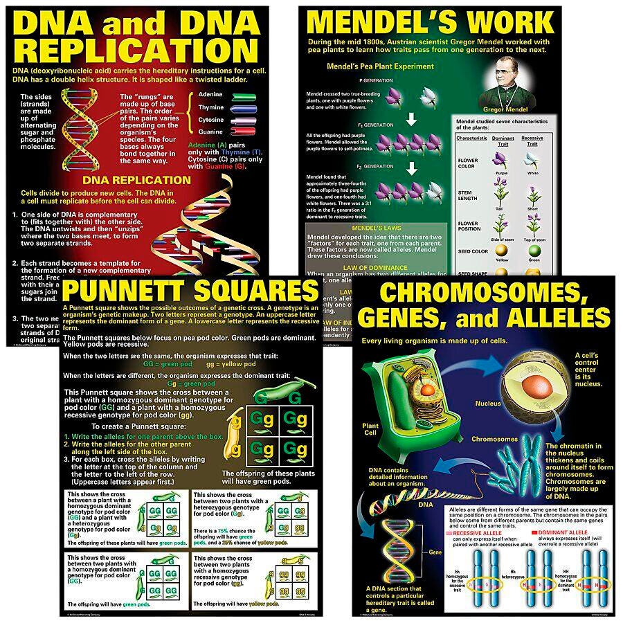 POSTER DNA AND HEREDITY 4-PACK SET