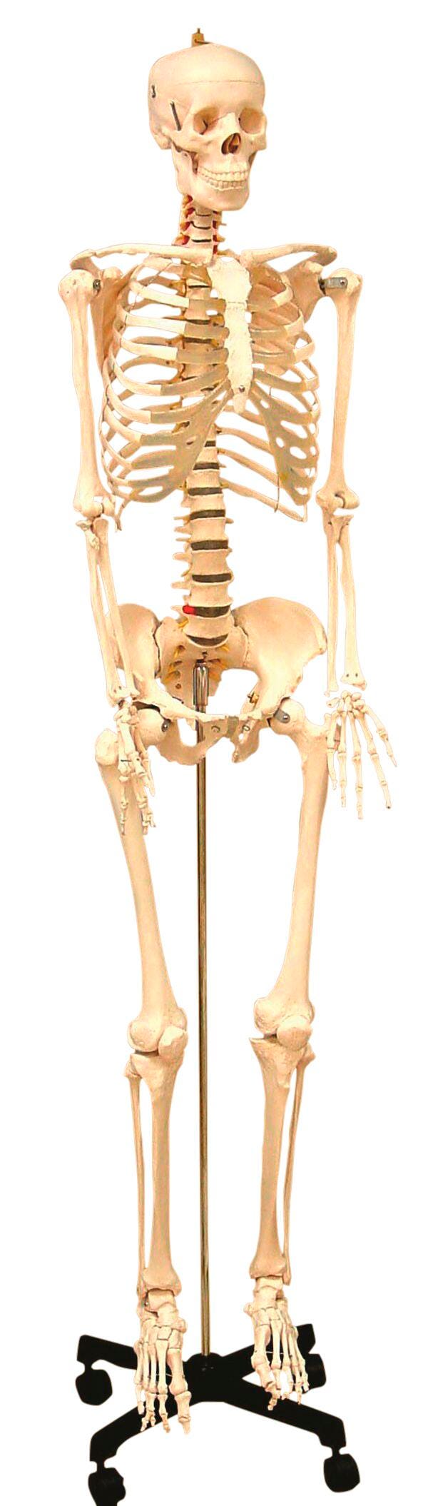 UNITED SCIENTIFIC HUMAN SKELETON MODEL LIFE SIZED