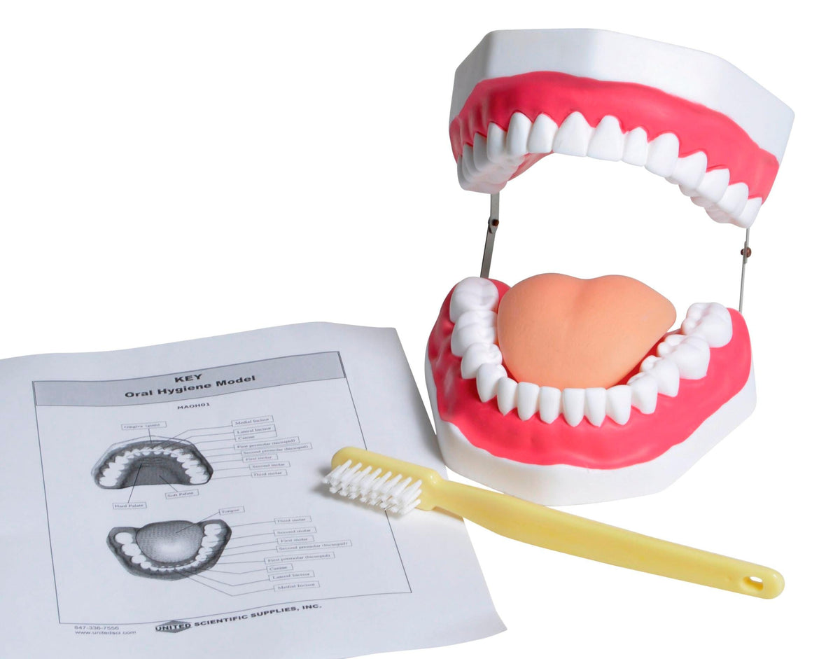 UNITED SCIENTIFIC ORAL HYGIENE MODEL