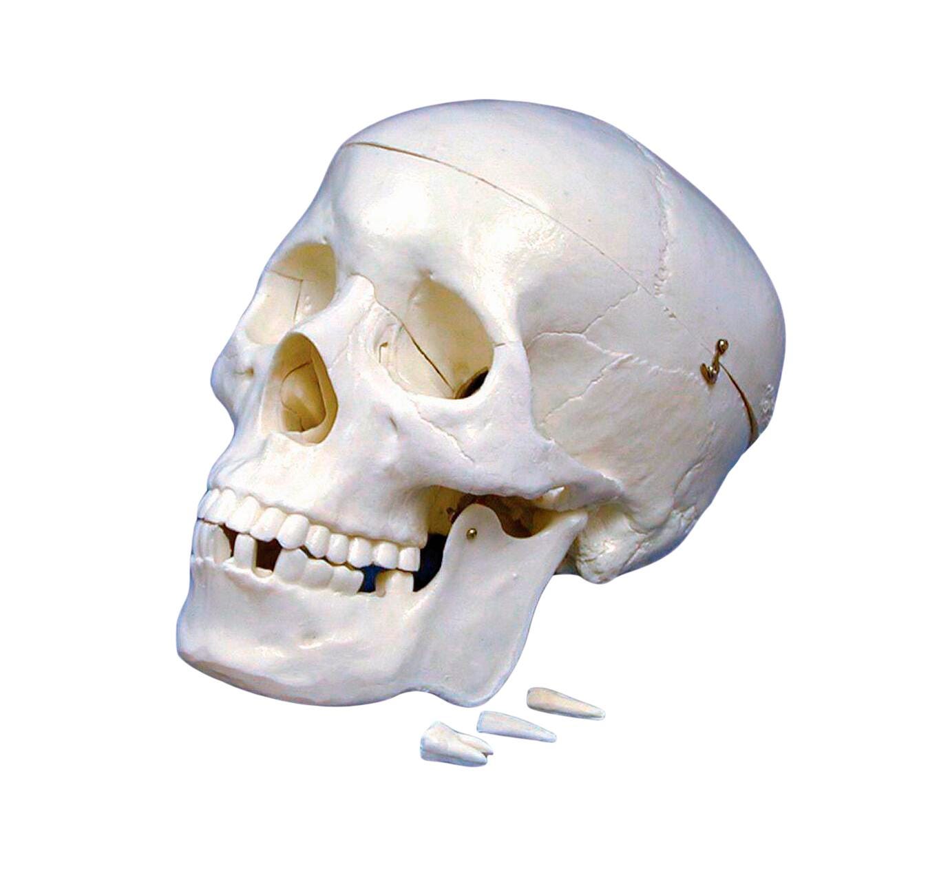 UNITED SCIENTIFIC HUMAN SKULL MODEL